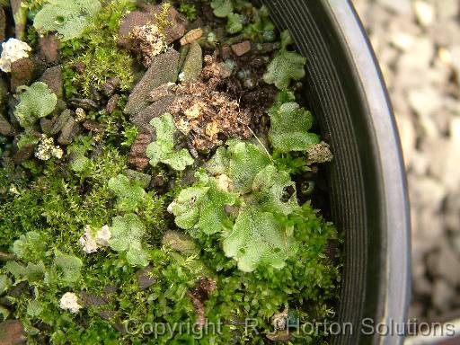 Liverworts moss 